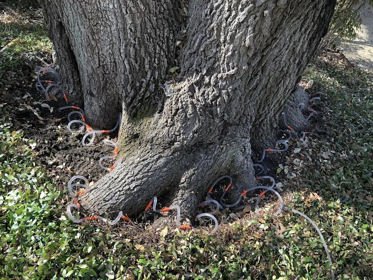 Detailed Tree Cabling and Bracing job site in Odell