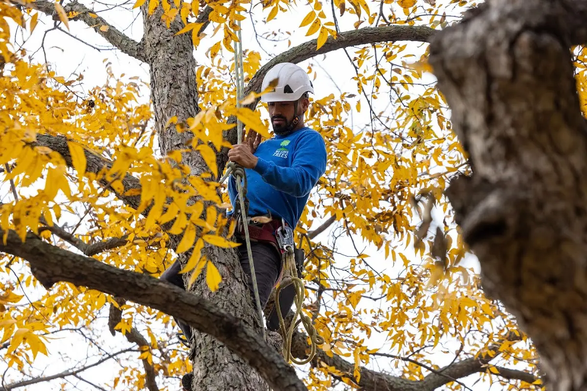 Skilled Tree Pruning crew working in Odell